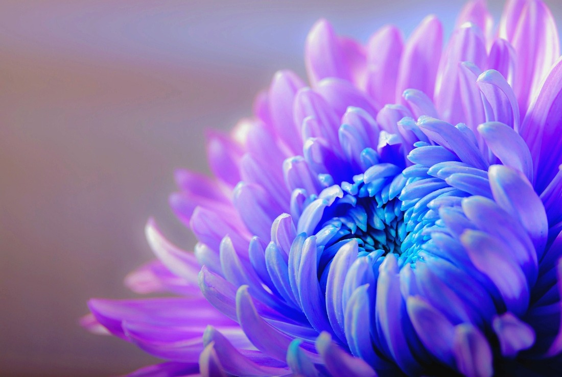 chrysanthemum flower Image by Anja from Pixabay